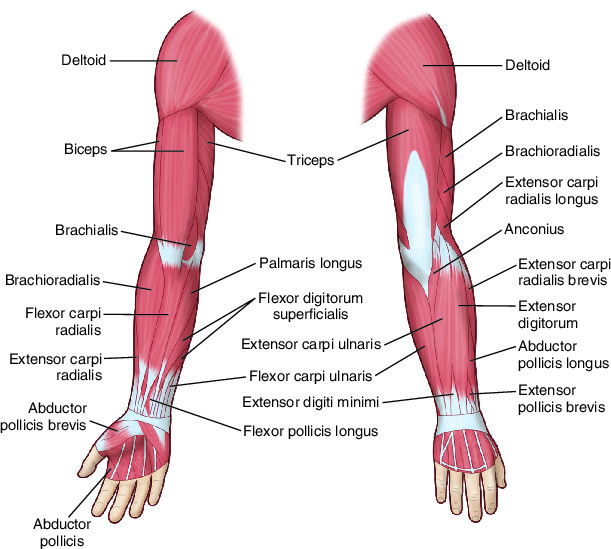 Biceps  definition of biceps by Medical dictionary