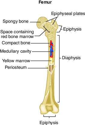 Your Hip: The Innominate Bone. The Bone That Has No Name