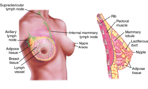 Breast Structure
