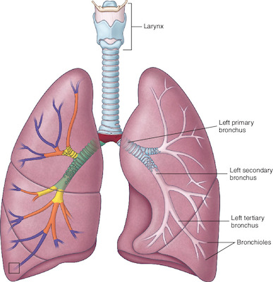 bronchus | Taber's Medical Dictionary