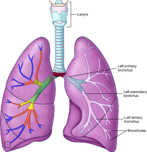 bronchus-taber-s-medical-dictionary