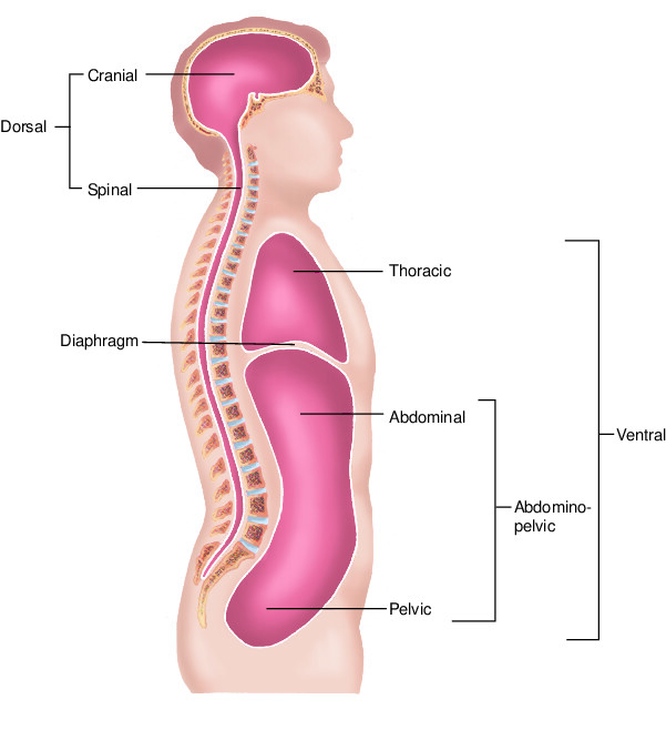 Dorsal Body Cavity {Body Cavities} Diagram