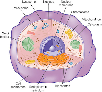 cell | Taber's Medical Dictionary