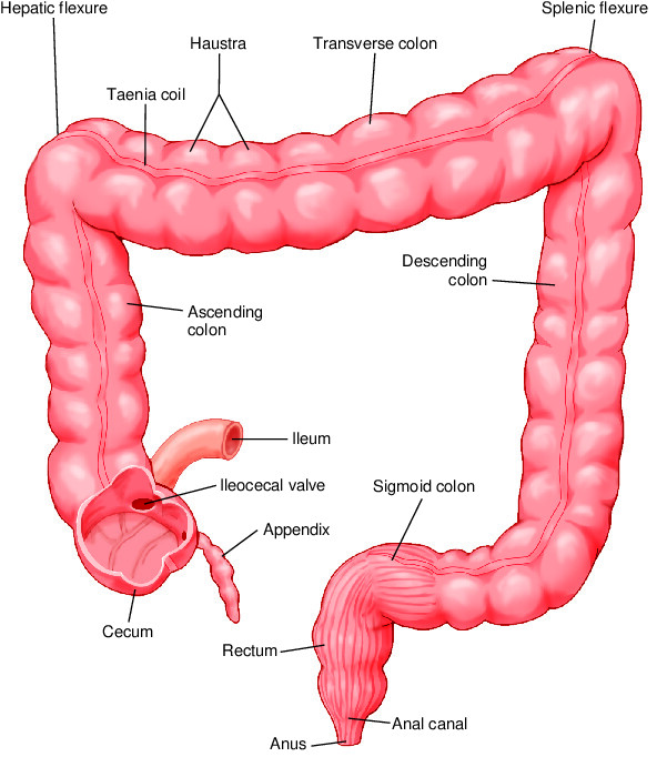 Colon Taber S Medical Dictionary