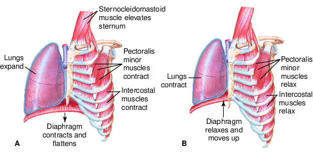 diaphragm | Taber's Medical Dictionary