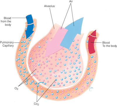 diffusion | Taber's Medical Dictionary