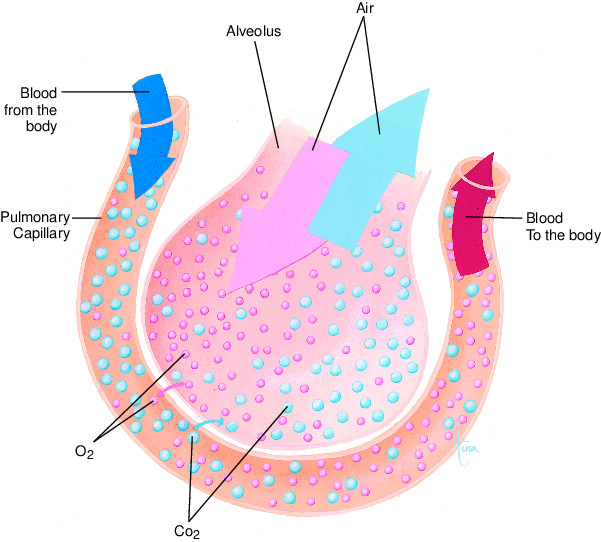 diffusion | Taber's Medical Dictionary