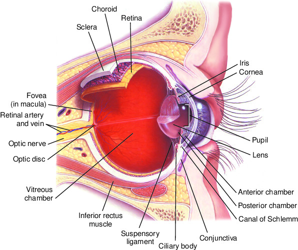 External and internal eye anatomy: MedlinePlus Medical Encyclopedia Image