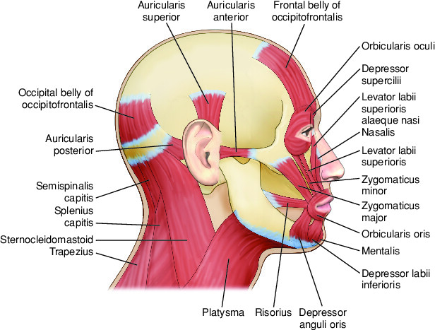 face Taber s Medical Dictionary