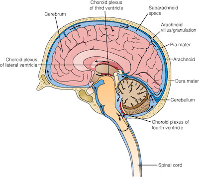 fluid | Taber's Medical Dictionary