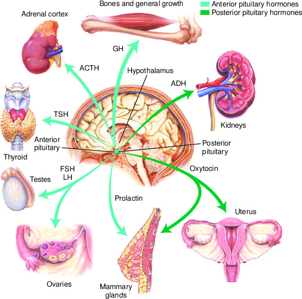 Gland Taber S Medical Dictionary