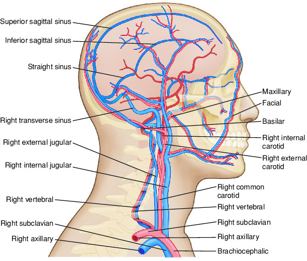 head Taber s Medical Dictionary