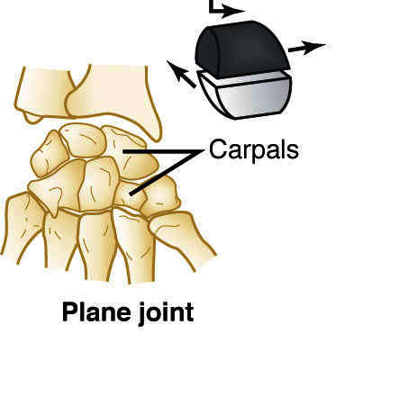 joint | Taber's Medical Dictionary