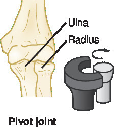 joint | Taber's Medical Dictionary