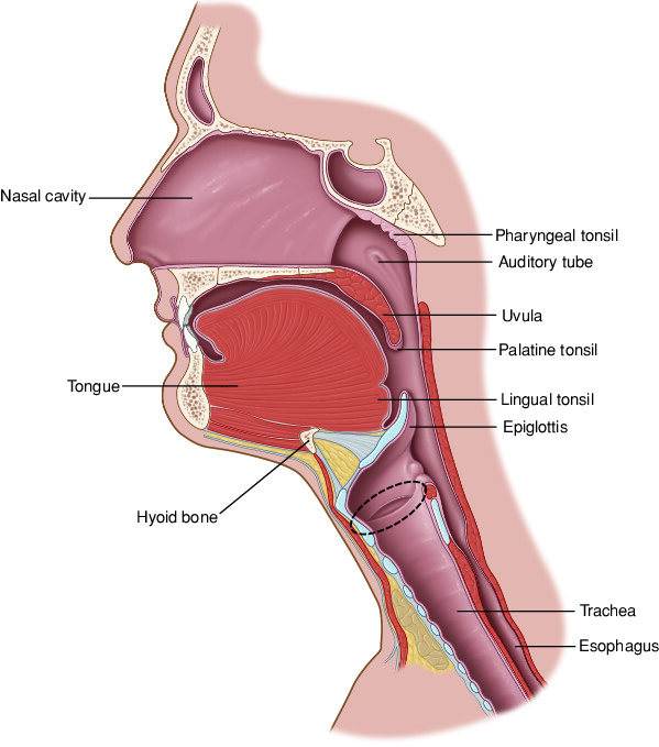 larynx Taber's Medical Dictionary