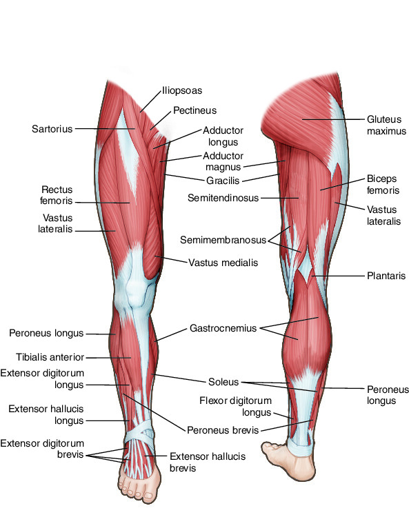 leg Taber's Medical Dictionary