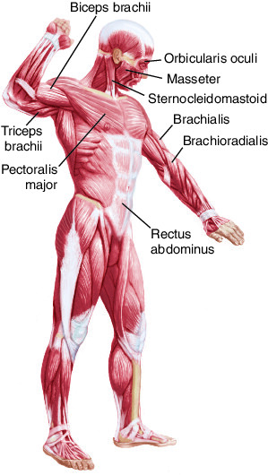 Biceps brachii