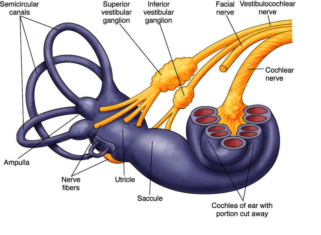 nerve Taber's Medical Dictionary