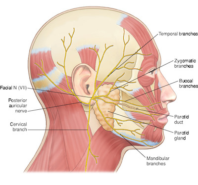 nerve | Taber's Medical Dictionary