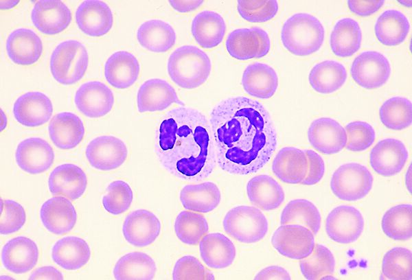 neutrophil, neutrophile | Taber's Medical Dictionary