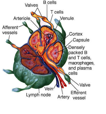 node | Taber's Medical Dictionary