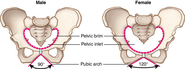 Pelvic cavity  definition of pelvic cavity by Medical dictionary