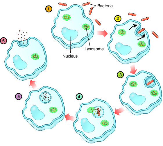 Phagocytosis Taber S Medical Dictionary