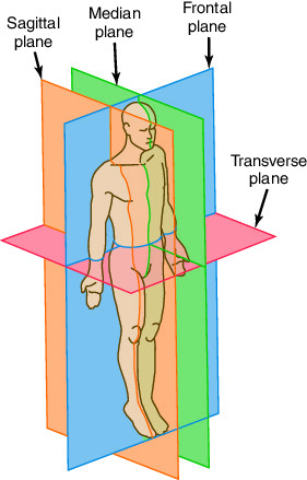 plane | Taber's Medical Dictionary
