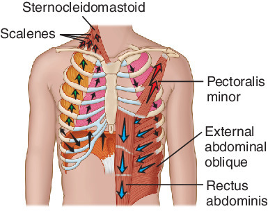 Image result for muscles of inspiration