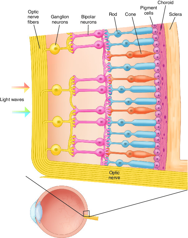 retina Taber's Medical Dictionary