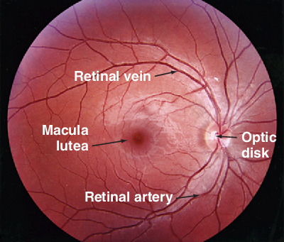 retina | Taber's Medical Dictionary