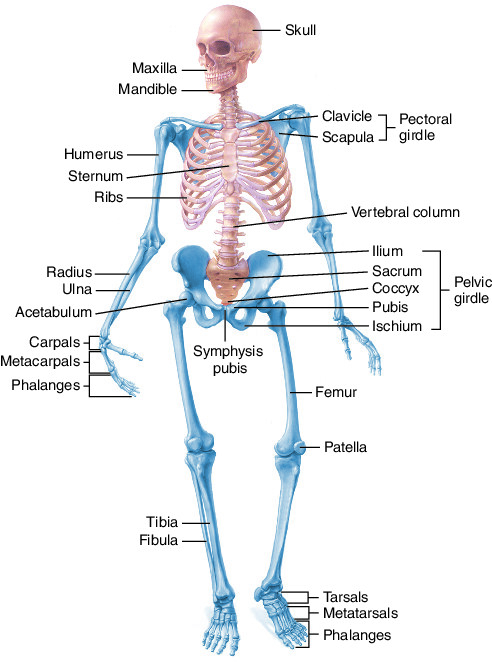 Pelvic girdle  definition of pelvic girdle by Medical dictionary