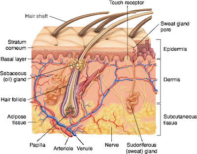 skin | Taber's Medical Dictionary