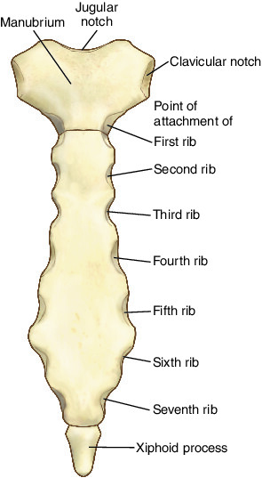 manubrium