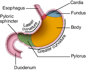 stomach | Taber's Medical Dictionary