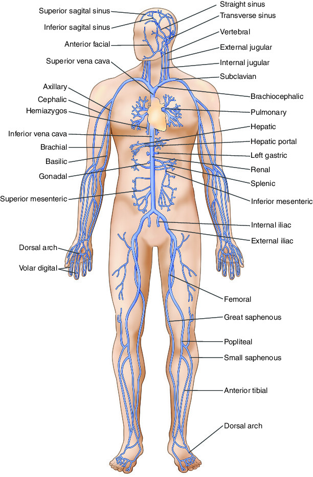 vein Taber's Medical Dictionary
