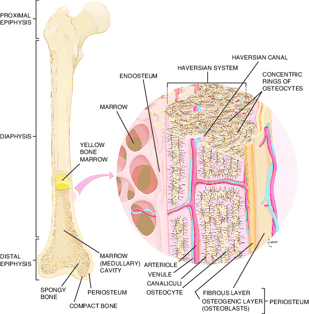 bone Taber's Medical Dictionary