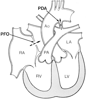 circulation | Taber's Medical Dictionary