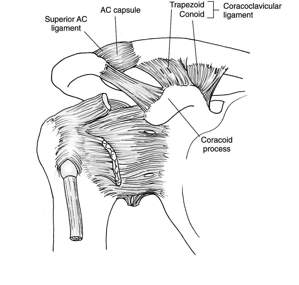 joint | Taber's Medical Dictionary