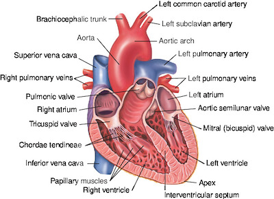 heart | Taber's Medical Dictionary
