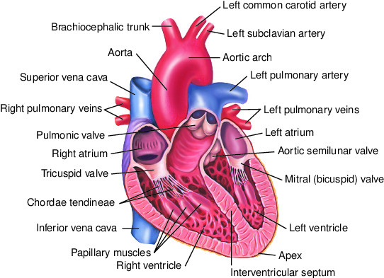 Heart definition. Apex of the Heart. By Heart Definition.