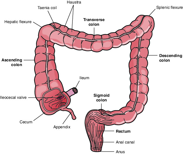 The Large Intestine