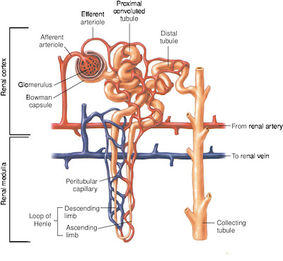 kidney | Taber's Medical Dictionary