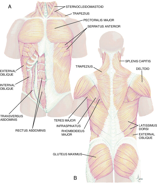 muscle Taber s Medical Dictionary