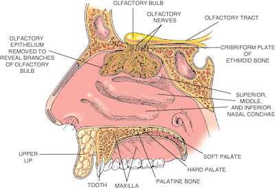 nerve | Taber's Medical Dictionary