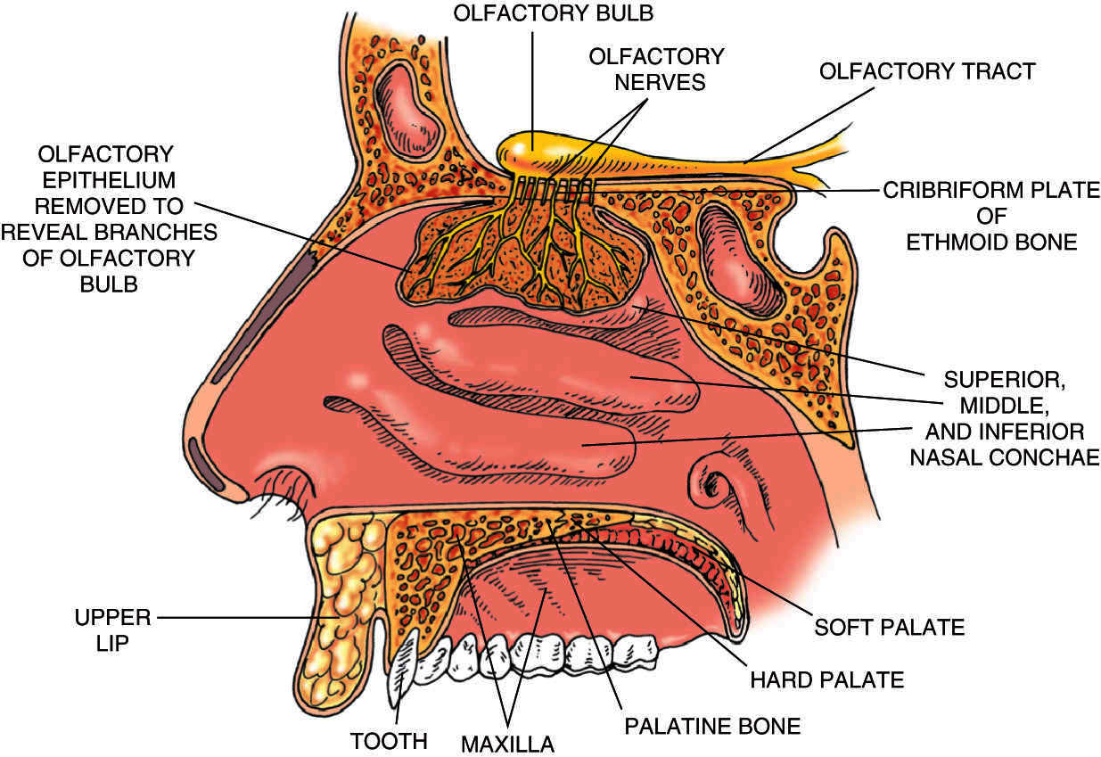 nerve | Taber's Medical Dictionary