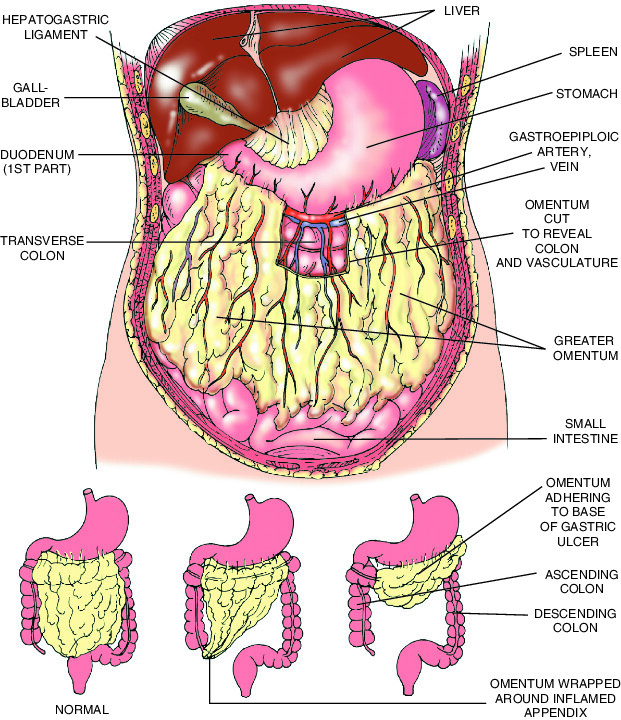 omentum Taber's Medical Dictionary