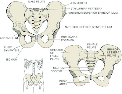 Pelvis 