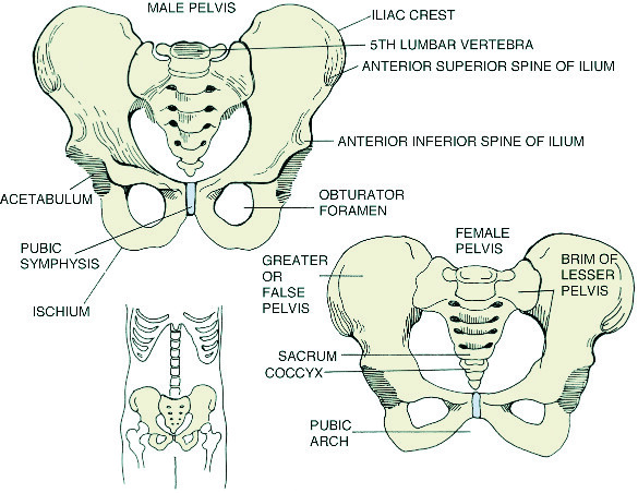 pelvis | Taber's Medical Dictionary