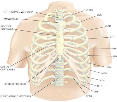 rib | Taber's Medical Dictionary